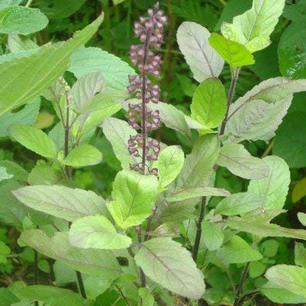 Tulsi (Holy Basil) Medicinal Live Plant