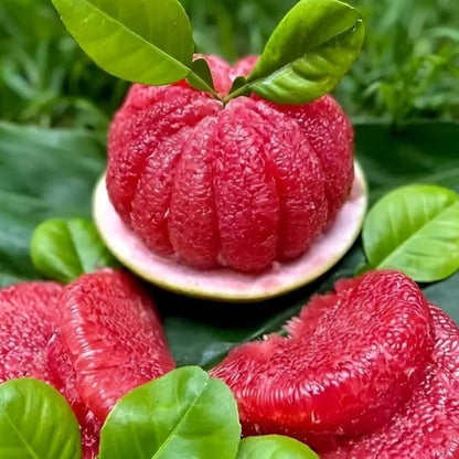 Pomelo (Bumblimass) Red Fruit Live Plant