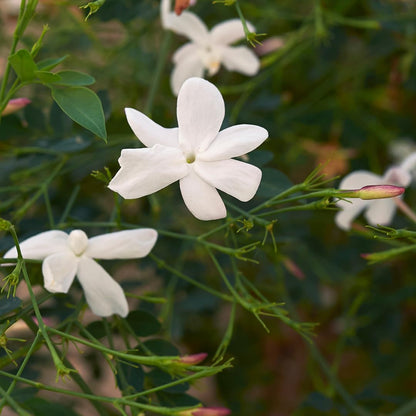 Pichi Poo- jathi mali  (Jasminum angustifolium) – Fragrant Flowering Live Plant