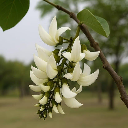 White Palash (Butea Monosperma) Layered Live Plant