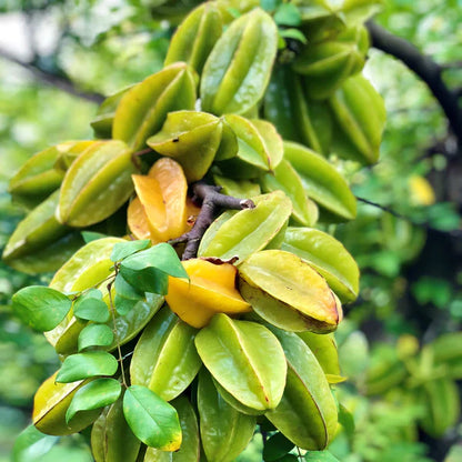 Sweet Vareity Star Fruit / Carambola Grafted Live Plant (Averrhoa Carambola)