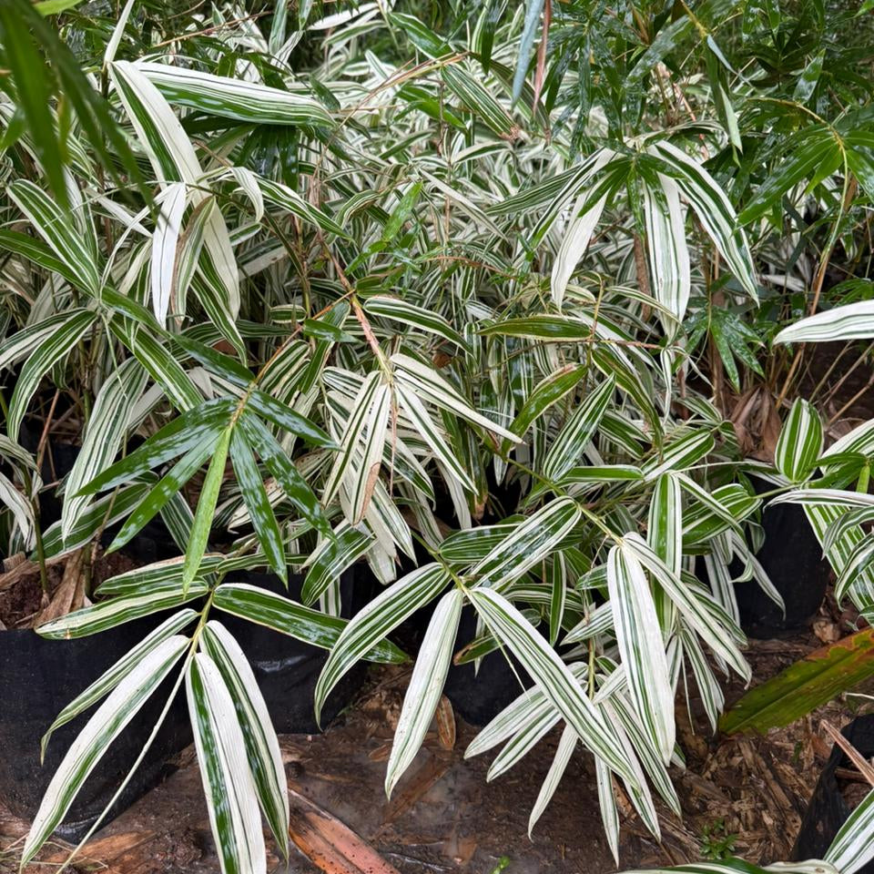 Sasa Fortune Bamboo Live Plant