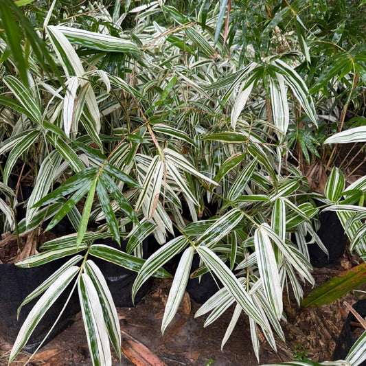 Sasa Fortune Bamboo Live Plant