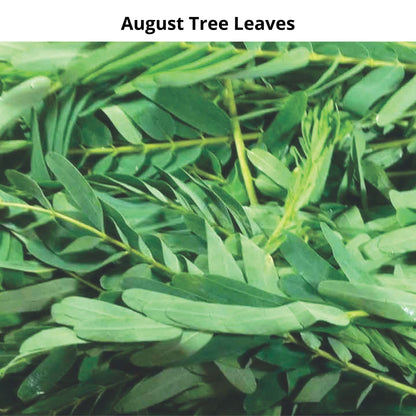 Pack of 6 Types of Spinach Seeds