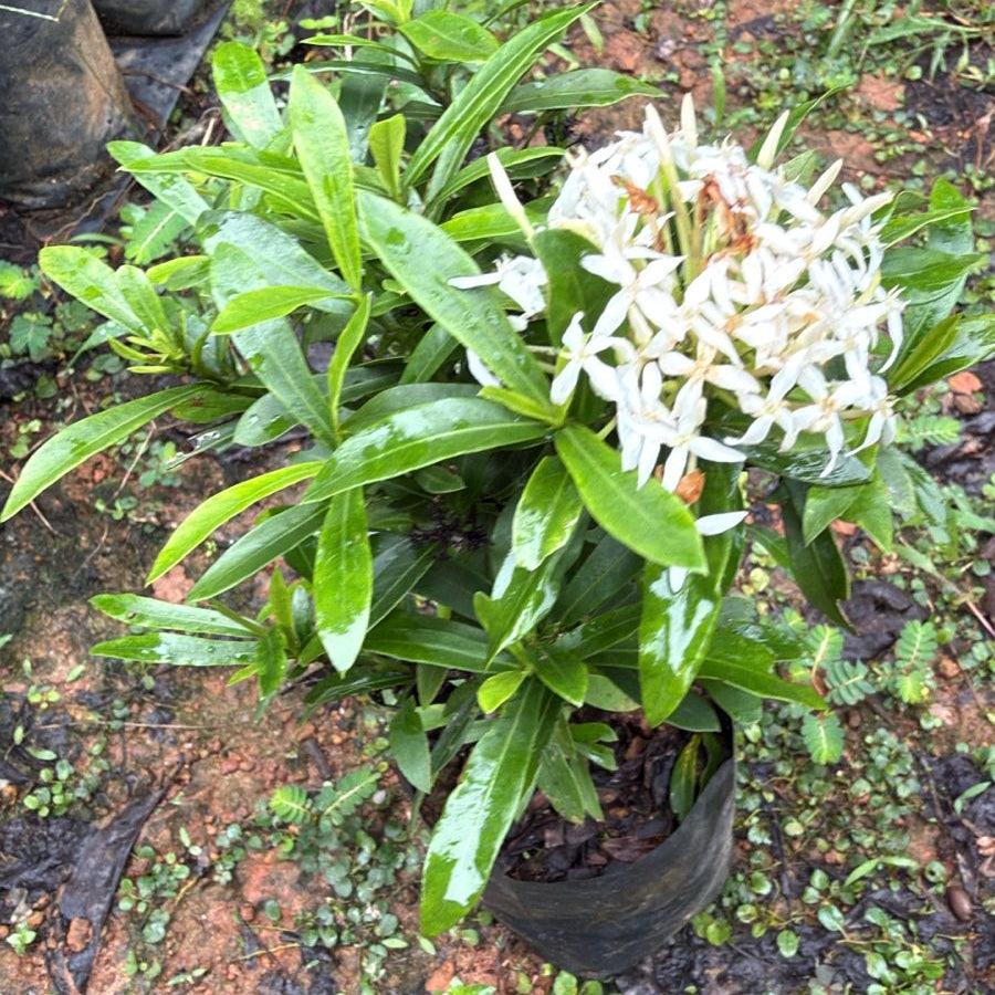 Dwarf Ixora White (Ixora coccinea) All Time Flowering Live Plant
