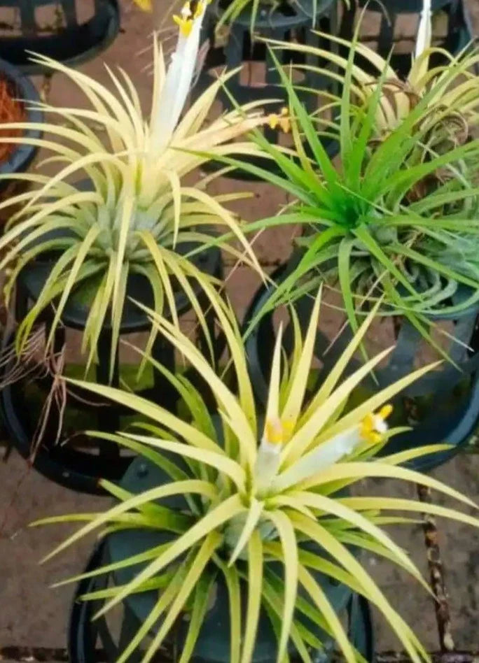Tillandsia Druid White (Air Plant)