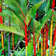 Red Palm (Cyrtostachys renda) Ornamental Live Plant