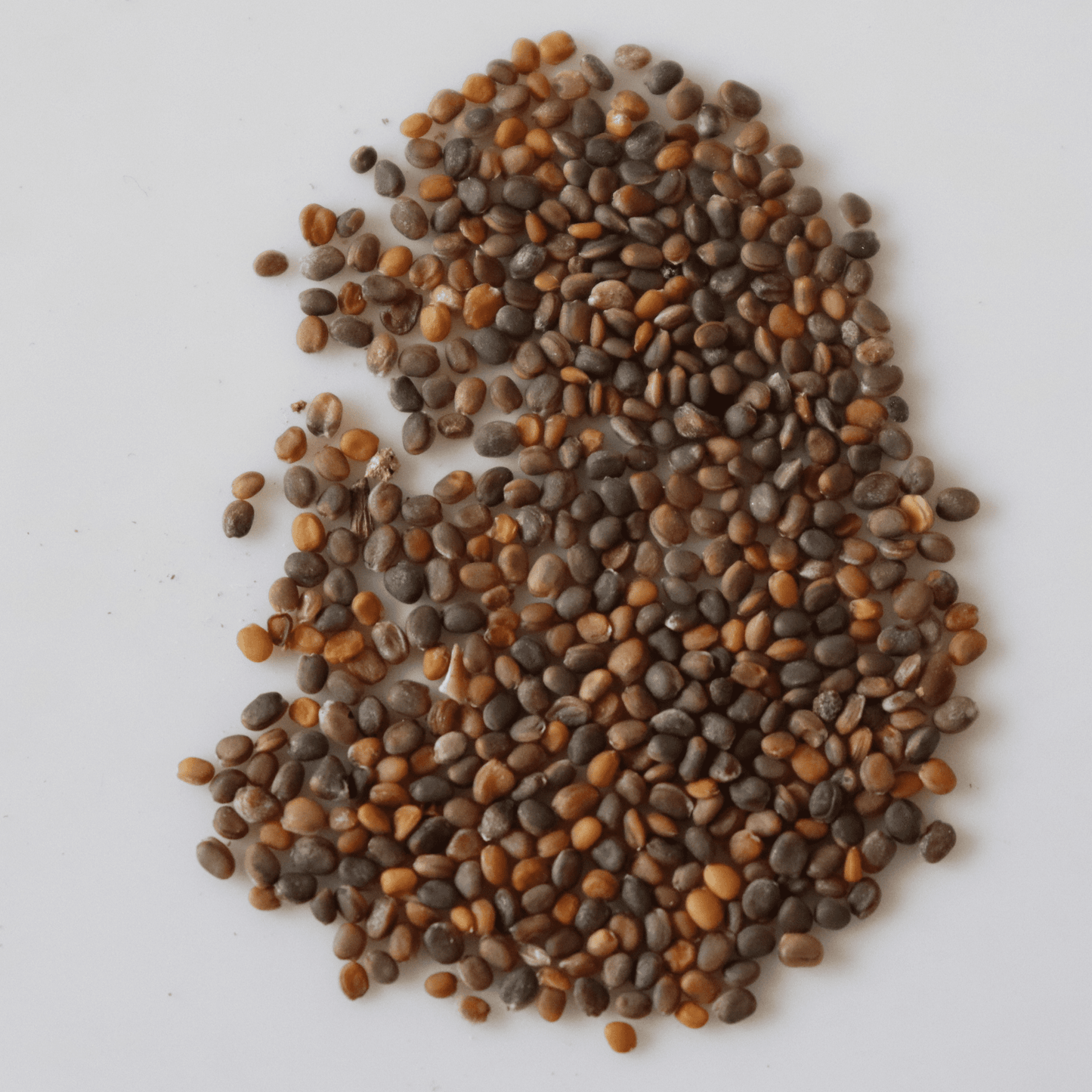 Organic Jarjeer Seeds - Open Pollinated