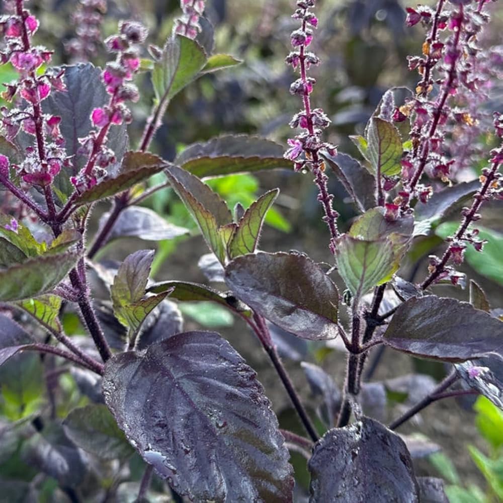 Black Tulsi  Medicinal Live Plant