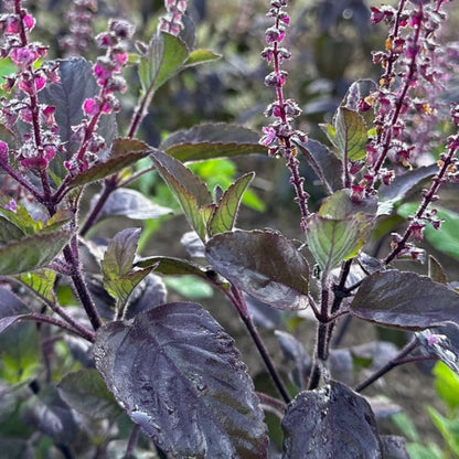 Black Tulsi  Medicinal Live Plant