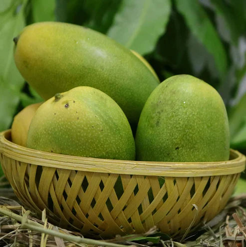 Cheruku Rasalu Mango Grafted Live Plant