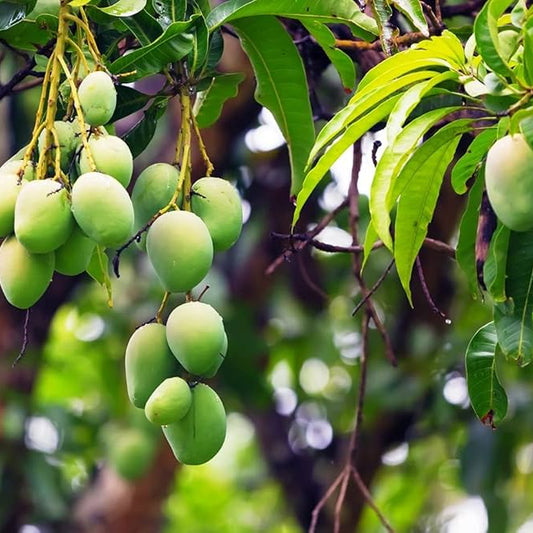 Priyoor Mango Grafted Live Plant