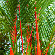 Red Palm (Cyrtostachys renda) Ornamental Live Plant