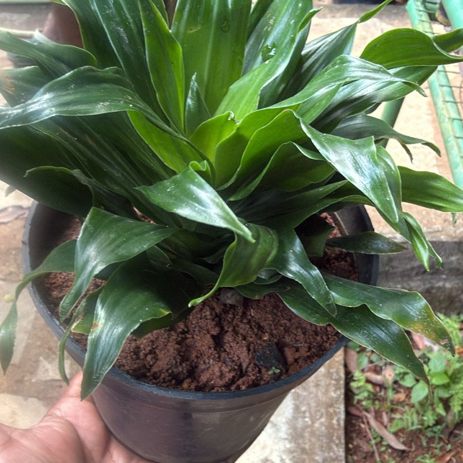 Dracaena Compacta Indoor / Outdoor Live Plant