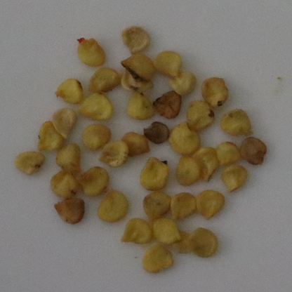 Organic Tomato Brinjal Seeds - Open Pollinated