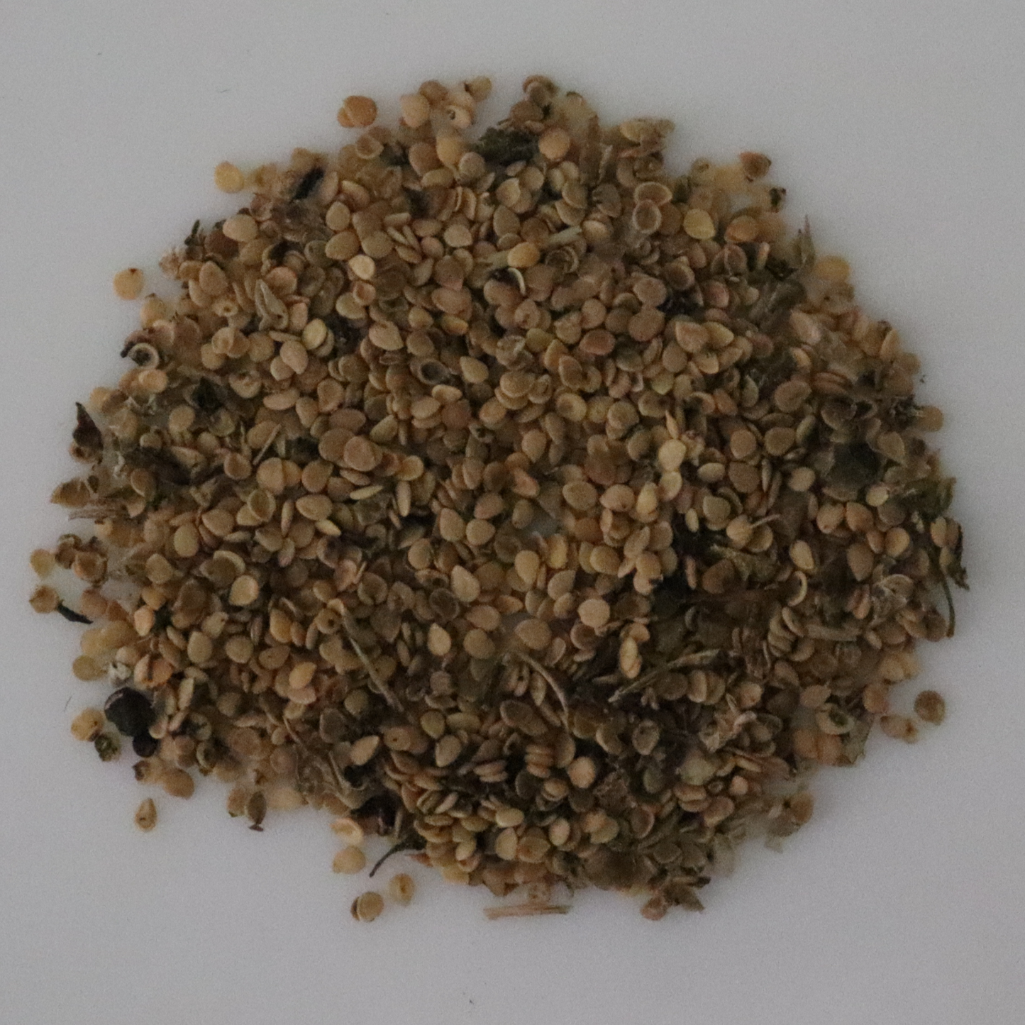 Organic Black Nightshade (Manathakkali) Seeds - Open Pollinated