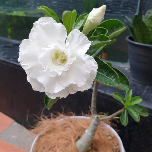 Desert Rose White (Adenium obesum) Flowering Live Plant