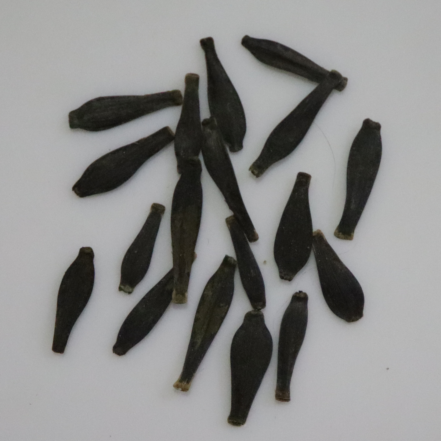 Dhalia Decorative Mix Seeds