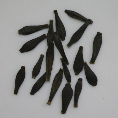 Dhalia Decorative Mix Seeds