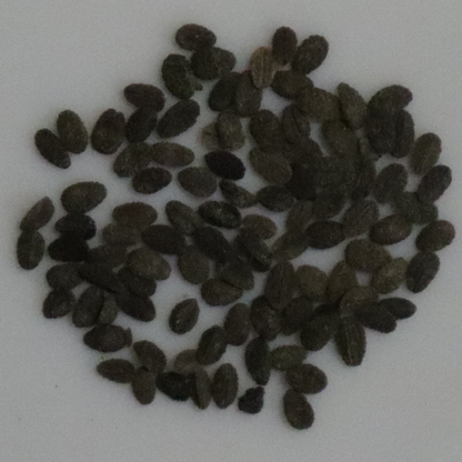 Phlox Drummondi Grandiflora Mix Seeds