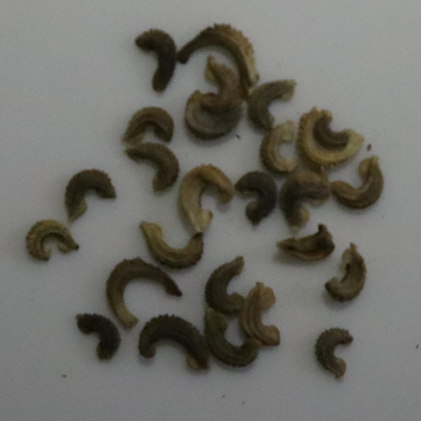 Calendula Pacific Beauty Seeds