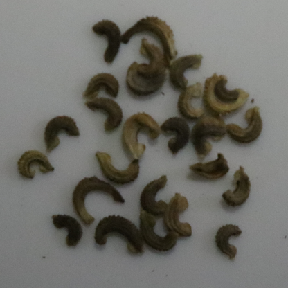 Calendula Pacific Beauty Seeds