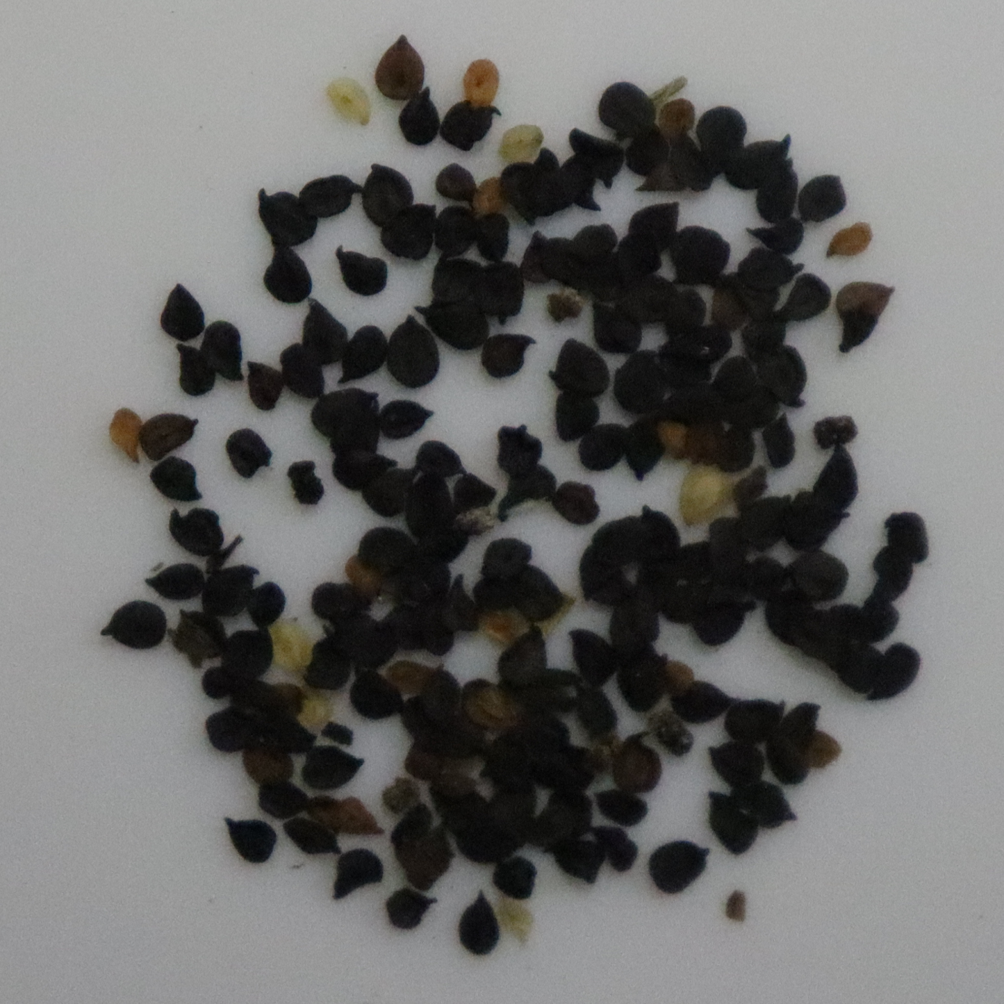 Sweet William Annual Seeds