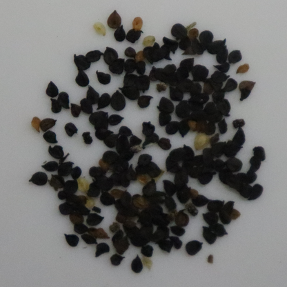 Sweet William Annual Seeds