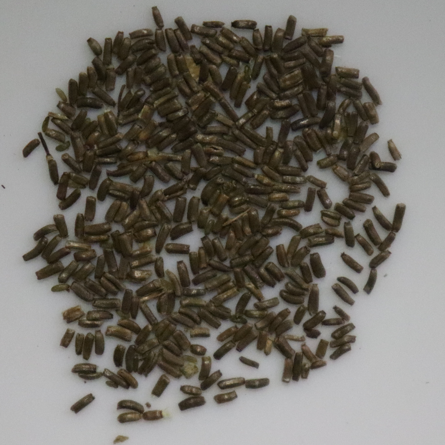 Hellichrysm Spangle Mixed Seeds