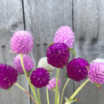 Globe Amaranthus Mix Seeds
