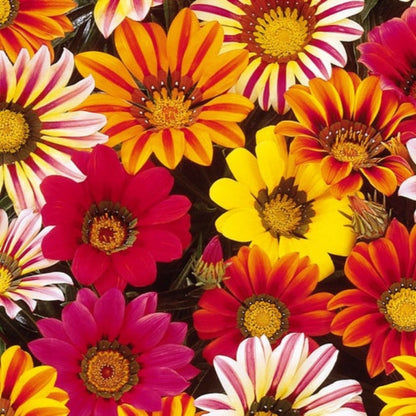 Gazania Sunshine Hybrid Mix Seeds