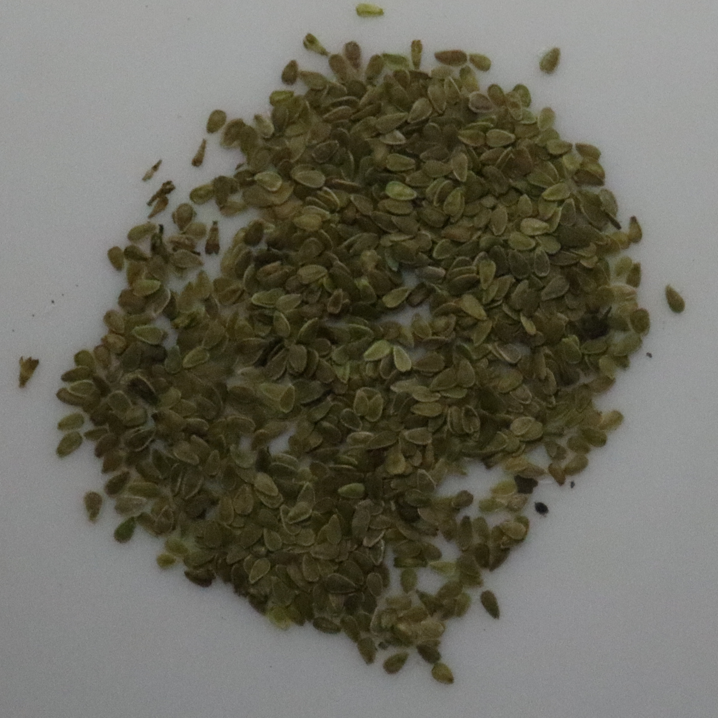 Daisy Carpet Mixture Seeds