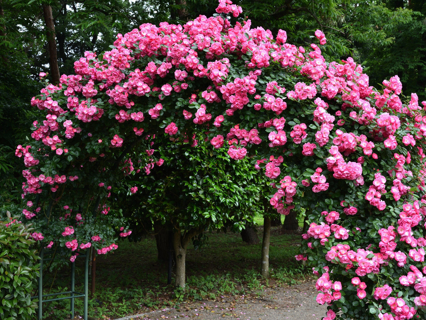 Fragrant Angela Climbing Rose Live Plant
