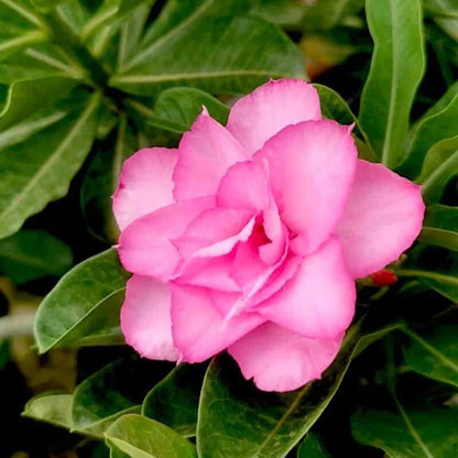 Desert Rose Pink Double petal  (Adenium obesum) Flowering Live Plant