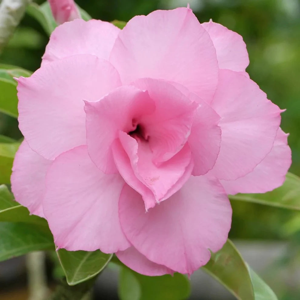 Desert Rose Pink Double petal  (Adenium obesum) Flowering Live Plant