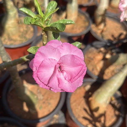 Desert Rose Pink Double petal  (Adenium obesum) Flowering Live Plant