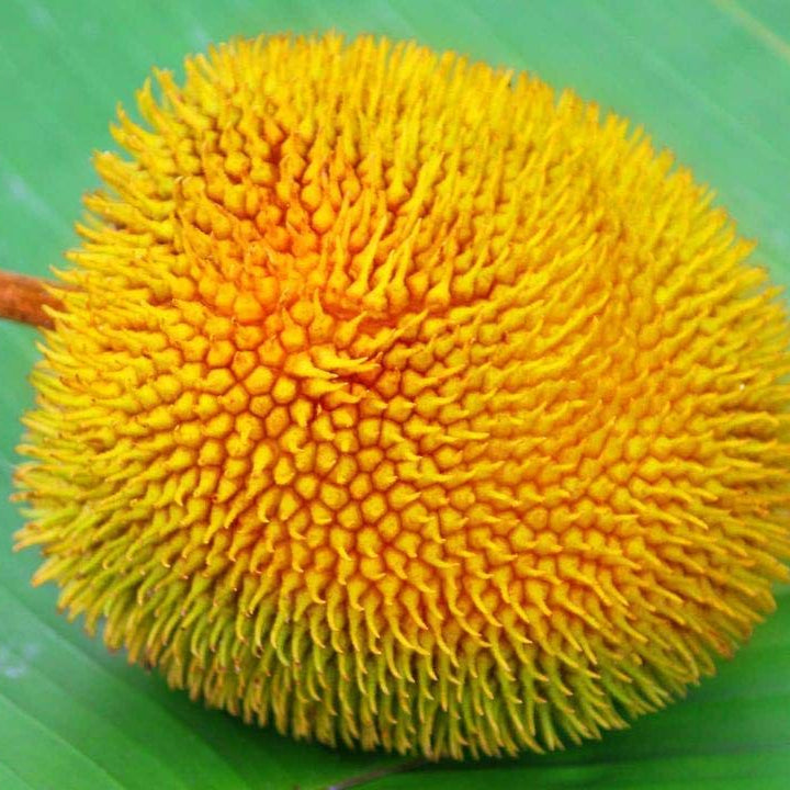 Monkey Jack (Ayanichakka) Grafted Fruit Live Plant