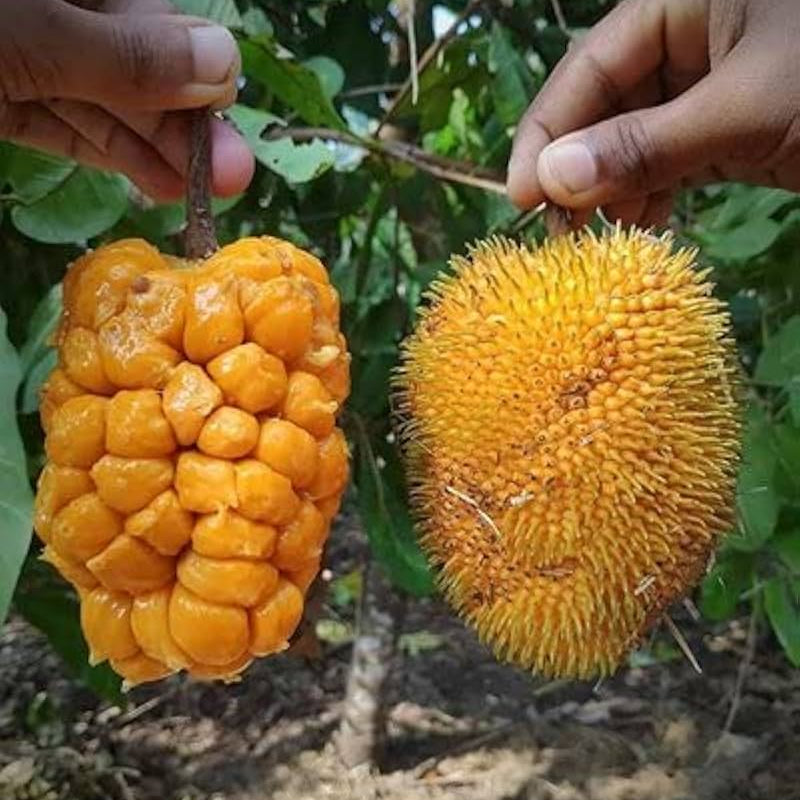 Monkey Jack (Ayanichakka) Grafted Fruit Live Plant