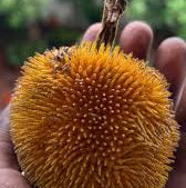 Monkey Jack (Ayanichakka) Grafted Fruit Live Plant