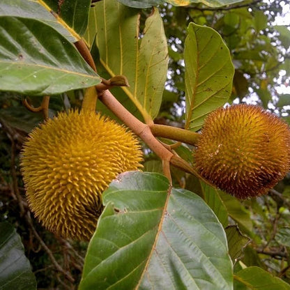 Monkey Jack (Ayanichakka) Grafted Fruit Live Plant