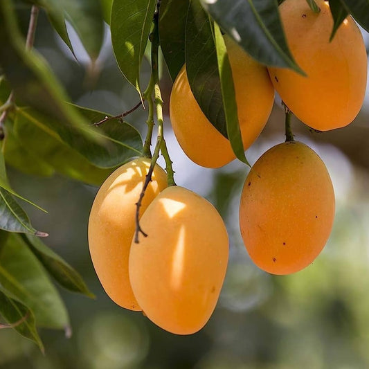 Alphonso Mango Grafted Live Plant