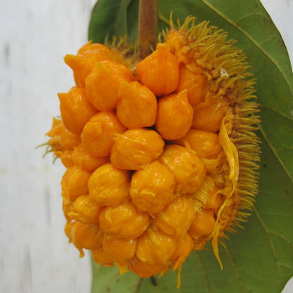 Monkey Jack (Ayanichakka) Grafted Fruit Live Plant