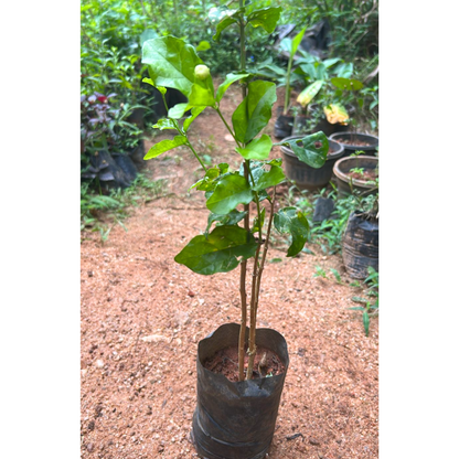 Arabian Jasmine / Gundu Malli (Jasminum sambac) Highly Fragrant Flowering Live Plant