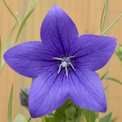 Balloon Plant violet – Rare & Attractive Flowering Plant