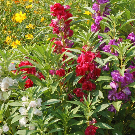 Balsam Camellia Mixed Flower Seeds