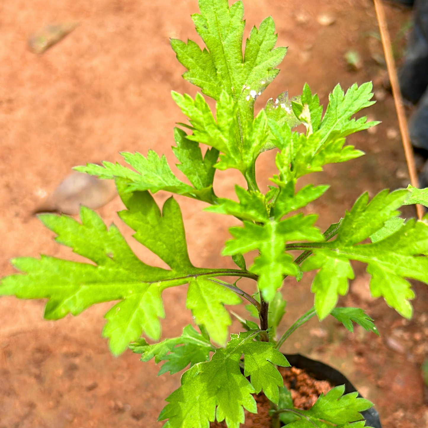 Bhasma Tulsi Medicinal Live Plant
