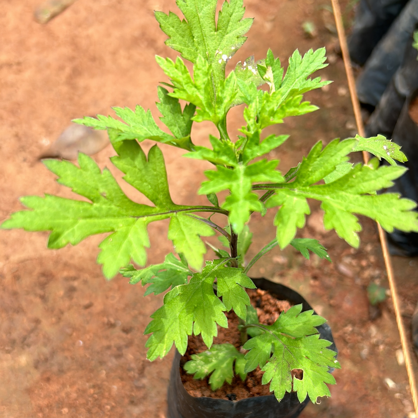Bhasma Tulsi Medicinal Live Plant