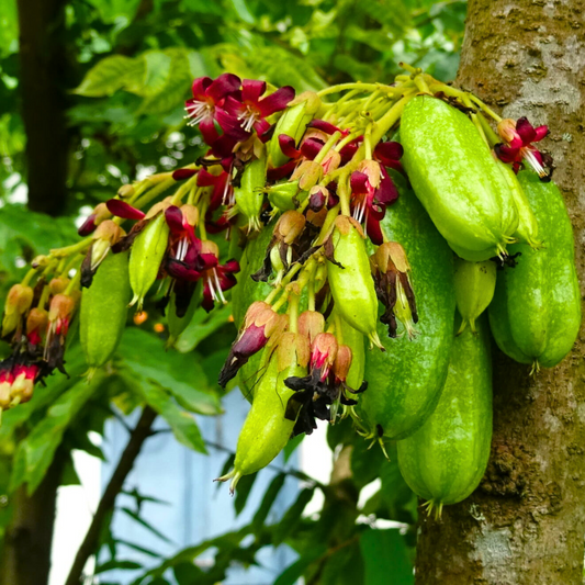 Bilimbi Seeds - Open Pollinated