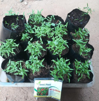 Organic Bird's Eye Chilli Green Seeds - Open Pollinated