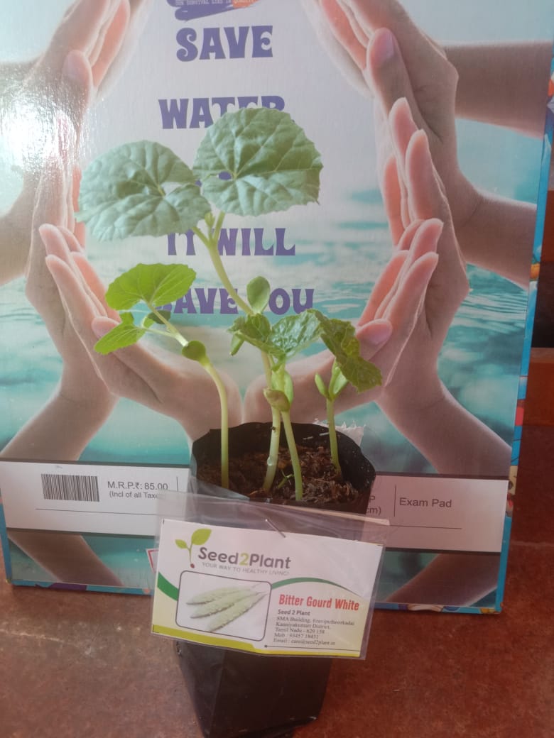 Organic White Bitter Gourd Seeds - Open Pollinated